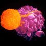 Immune system cells grown in the lab may hit cancer and HIV