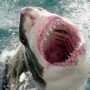 Shark attack kills man off Muriwai Beach in New Zealand