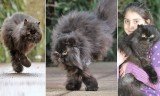Caffrey the Persian cat survives on two legs on the same side
