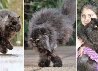 Caffrey the Persian cat survives on two legs on the same side
