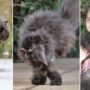Caffrey: Persian cat survives on two legs on the same side