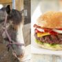 Horsemeat scandal: EU food safety experts plan response after Brussels meeting