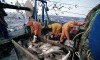 European Union fisheries ministers have agreed to phase out the controversial practice of dumping unwanted fish