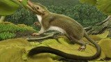 International experts have identified the creature that gave rise to all the placental mammals