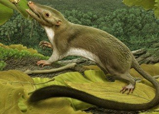 International experts have identified the creature that gave rise to all the placental mammals