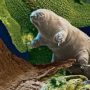 Tardigrade: water bear is the toughest animal on the planet