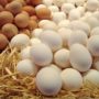 Organic eggs fraud investigated in Germany