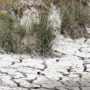New Zealand hit by worst drought in 30 years