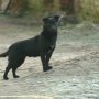 Poland: dog saves life of three-year-old missing girl