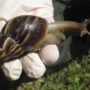 Giant African land snails invade South Florida