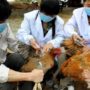 China bird flu outbreak: Authorities step up efforts to contain H7N9 virus spread
