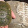 How turtle got its shell: Eunotosaurus fossil reveals how turtle’s shell was developed