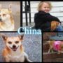 Honey Boo Boo: Sugar Bear collapses and goes to hospital and family’s dog China struck and killed by a car