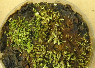 Samples of 400-year-old plants known as bryophytes have flourished under laboratory conditions