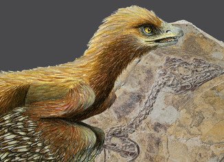The fossil animal, which retains impressions of feathers, is dated to be about 160 million years old