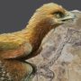 Aurornis: Earliest bird ancestor Archaeopteryx fossil unearthed in China