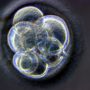 Embryonic stem cells: Milestone in medical human cloning
