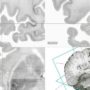 Big Brain: Scientists create first 3D digital brain