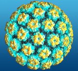 HPV infection is more usually associated with cervical cancer in women