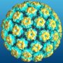 What is human papilloma virus (HPV)?