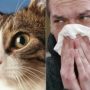 Cat allergy cause uncovered