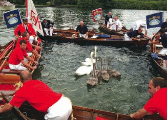 Swan Upping is the annual census of the swan population on stretches of the Thames