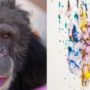 Chimp Brent wins $10,000 prize in Humane Society art competition