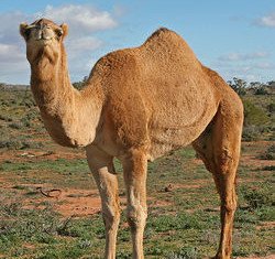 Dromedary camels could be responsible for passing to humans the deadly MERS coronavirus