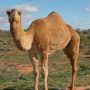 MERS coronavirus: Dromedary camels could be responsible for passing to humans