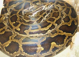 Forty distressed pythons have been rescued by animal welfare officers from plastic storage bins in a Canadian motel room