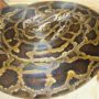 Canada: Forty pythons found in a motel room in Brantford