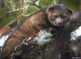 Olinguito and is the first new species of carnivore to be identified in the Western hemisphere in 35 years