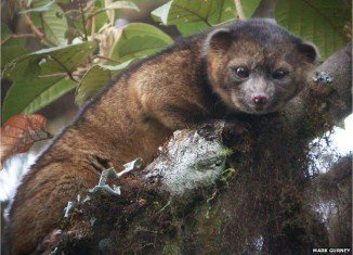 Olinguito and is the first new species of carnivore to be identified in the Western hemisphere in 35 years