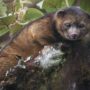 Olinguito: New mammal discovered in cloud forests of Colombia and Ecuador