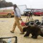Porter Ridge: Jeff the Bear Man keeps eight brown bears in his back garden
