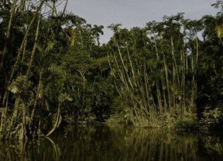 The Ecuadorian conservation plan that would have paid the country not to drill for oil in previously untouched parts of Yasuni National Park in the Amazon rainforest has been abandoned
