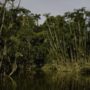 Yasuni-ITT Initiative: Ecuador approves oil drilling in Amazon rainforest