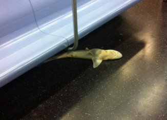The shark, about 4 ft long, was found under a row of seats on a Queens-bound train