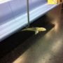 Shark found in New York subway train