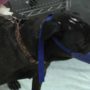 Canine Circovirus: Ohio dogs killed by mysterious illness