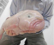 Blobfish becomes official mascot of Ugly Animal Preservation Society