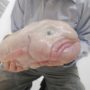 Blobfish becomes official mascot of Ugly Animal Preservation Society