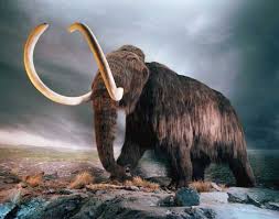Climate change, rather than hunting, was the main factor that drove the woolly mammoth to extinction