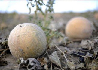 Eric and Ryan Jensen, owners of the Colorado cantaloupe farm linked to a 2011 food poisoning outbreak which killed 33 people and sickened 147, have been arrested and charged with selling contaminated food