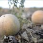 Listeria outbreak: Colorado cantaloupe farm owners arrested