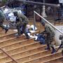 Nairobi’s Westgate shopping centre siege is over