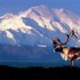 Mount McKinley: Highest peak in North America shrinks with 83ft