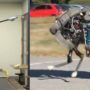 Atlas and WildCat: Boston Dynamics displays new generation of robots