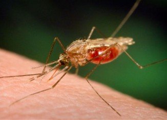 GSK is seeking regulatory approval for RTS,S, the world's first malaria vaccine