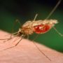 RTS,S: World’s first malaria vaccine could be widespread by 2015